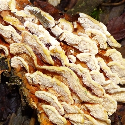 Unverified Teeth on underside at Wellington Park, TAS - 9 May 2025 by VanessaC