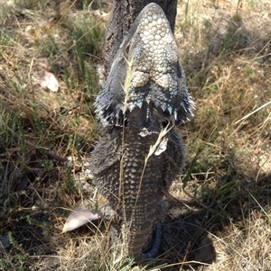 Pogona barbata at Crowther, NSW - 6 Jan 2017 by Frecko
