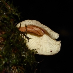 Unverified Cap on a stem; gills below cap [mushrooms or mushroom-like] at Wellington Park, TAS - 9 May 2025 by VanessaC