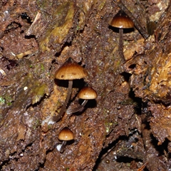 Mycena sp. (Mycena) at Wellington Park, TAS - 9 May 2025 by VanessaC