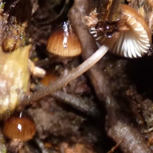 Mycena sp. at Wellington Park, TAS - 9 May 2025 03:50 PM