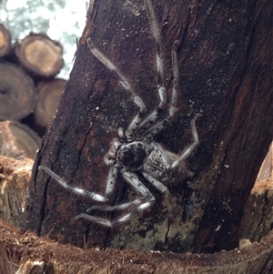 Unverified Huntsman spider (Sparassidae) at Crowther, NSW - 27 Jun 2017 by Frecko