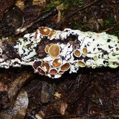 Unverified Lichen at Wellington Park, TAS - 9 May 2025 by VanessaC
