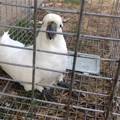 Cacatua galerita (Sulphur-crested Cockatoo) at Crowther, NSW - 6 Feb 2017 by Frecko