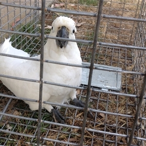 Cacatua galerita at Crowther, NSW - 6 Feb 2017 by Frecko