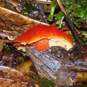 Unverified Cap on a stem; gills below cap [mushrooms or mushroom-like] at Wellington Park, TAS - 9 May 2025 by VanessaC