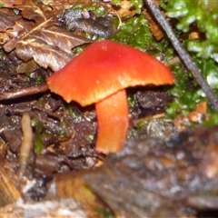 Hygrocybe sp. at Wellington Park, TAS - 9 May 2025 03:54 PM