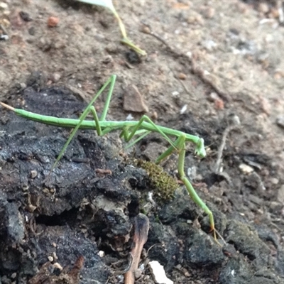 Pseudomantis albofimbriata at Crowther, NSW - 19 Apr 2017 by Frecko