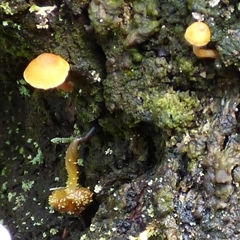 Unverified Cap on a stem; gills below cap [mushrooms or mushroom-like] at Wellington Park, TAS - 9 May 2025 by VanessaC