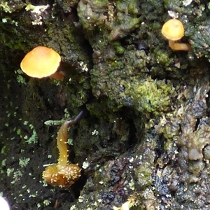 Unverified Cap on a stem; gills below cap [mushrooms or mushroom-like] at Wellington Park, TAS - 9 May 2025 by VanessaC