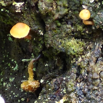 Unverified Cap on a stem; gills below cap [mushrooms or mushroom-like] at Wellington Park, TAS - 9 May 2025 by VanessaC