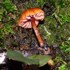 Laccaria sp. (Laccaria) at Wellington Park, TAS - 9 May 2025 by VanessaC