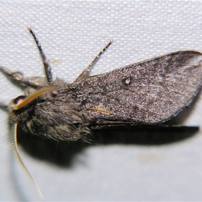 Hopliocnema brachycera (Desert Hawk Moth) at Longreach, QLD - 31 Oct 2009 by PJH123