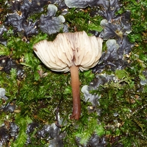 Unverified Cap on a stem; gills below cap [mushrooms or mushroom-like] at Wellington Park, TAS - 9 May 2025 by VanessaC