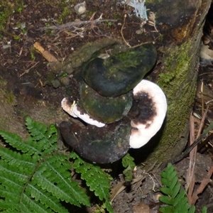 Unverified Fungus at Fern Tree, TAS - 16 May 2025 by VanessaC