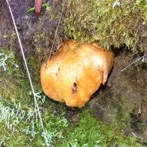 Gymnopilus junonius at Neika, TAS - 18 May 2025 02:25 PM