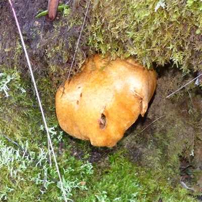 Unverified Cap on a stem; gills below cap [mushrooms or mushroom-like] at Neika, TAS - 18 May 2025 by VanessaC