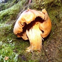 Gymnopilus junonius at Neika, TAS - 18 May 2025 02:25 PM