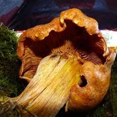 Gymnopilus junonius at Neika, TAS - 18 May 2025 02:25 PM