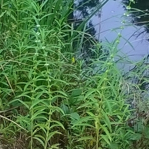 Lycopus australis at suppressed - suppressed