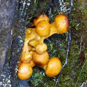Unverified Fungus at Neika, TAS - Yesterday by VanessaC
