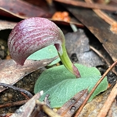 Corybas aconitiflorus (Spurred Helmet Orchid) at Ulladulla, NSW - 19 May 2025 by Clarel