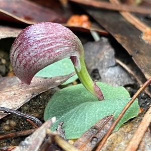 Corysanthes incurva at Ulladulla, NSW - Today by Clarel