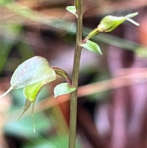 Acianthus fornicatus at Ulladulla, NSW - Today by Clarel