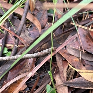 Pterostylis acuminata at Ulladulla, NSW - Today by Clarel