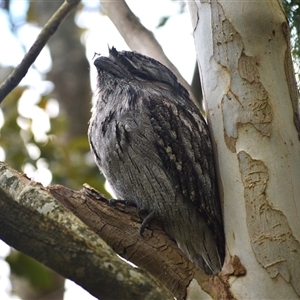 Podargus strigoides (Tawny Frogmouth) at Jamberoo, NSW - Today by plants