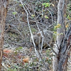 Vombatus ursinus (Common wombat, Bare-nosed Wombat) at Tharwa, ACT - 15 May 2025 by ChrisHolder