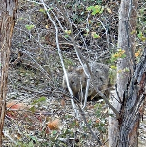 Vombatus ursinus at Tharwa, ACT - 15 May 2025 by ChrisHolder
