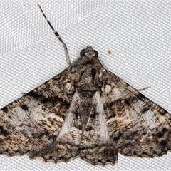 Gastrinodes argoplaca (Cryptic Bark Moth) at Melba, ACT - 16 May 2025 by kasiaaus