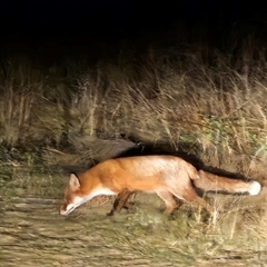 Vulpes vulpes (Red Fox) at Greenway, ACT - 18 May 2025 by ChrisHolder