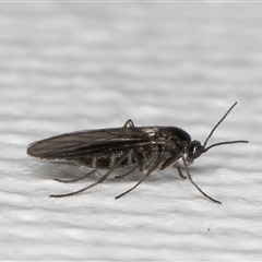 Sciaridae sp. (family) (Black fungus gnat) at Melba, ACT - 18 May 2025 by kasiaaus