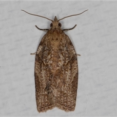 Epiphyas postvittana (Light Brown Apple Moth) at Melba, ACT - 17 May 2025 by kasiaaus
