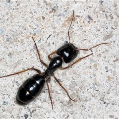 Camponotus sp. (genus) (A sugar ant) at Melba, ACT - 18 May 2025 by kasiaaus