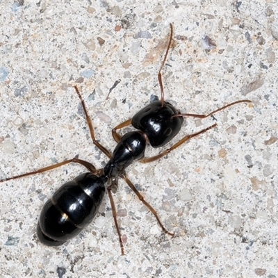 Camponotus sp. (genus) (A sugar ant) at Melba, ACT - 18 May 2025 by kasiaaus