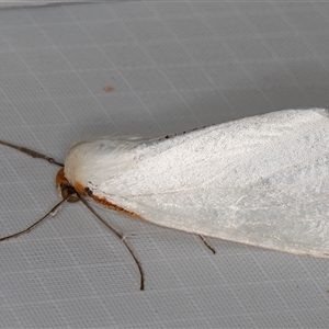 Thalaina selenaea at Melba, ACT - Today by kasiaaus