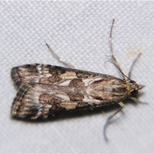 Unverified Pyralid or Snout Moth (Pyralidae & Crambidae) at Longreach, QLD - 31 Oct 2009 by PJH123