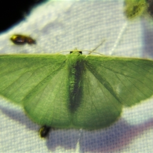 Unverified Geometer moth (Geometridae) at Longreach, QLD - 31 Oct 2009 by PJH123