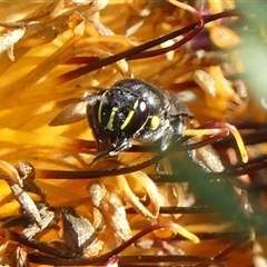 Hylaeus (Macrohylaeus) alcyoneus (Hylaeine colletid bee) at Braemar, NSW - 17 May 2025 by Curiosity