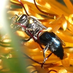 Hylaeus (Macrohylaeus) alcyoneus at Braemar, NSW - 17 May 2025 12:06 PM
