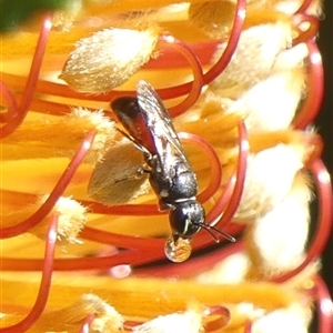 Hylaeus (Prosopisteron) littleri (Hylaeine colletid bee) at Braemar, NSW - 17 May 2025 by Curiosity