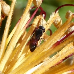 Hylaeus (Prosopisteron) littleri at Braemar, NSW - 17 May 2025 12:23 PM
