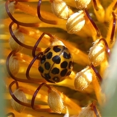 Harmonia conformis (Common Spotted Ladybird) at Braemar, NSW - 17 May 2025 by Curiosity