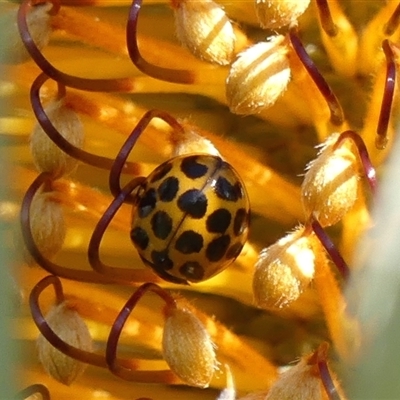 Harmonia conformis (Common Spotted Ladybird) at Braemar, NSW - 17 May 2025 by Curiosity