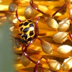 Harmonia conformis at Braemar, NSW - 17 May 2025 12:28 PM
