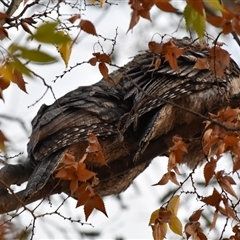 Podargus strigoides (Tawny Frogmouth) at Weston, ACT - Yesterday by jmcleod