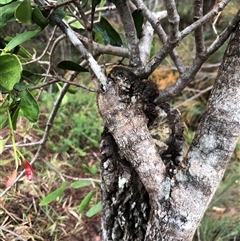 Unverified Climber or Mistletoe at Kungala, NSW - Yesterday by donnanchris